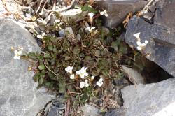 Cardamine glara. Plant with rosette leaves and inflorescence with flowers.
 Image: P.B. Heenan © Landcare Research 2019 CC BY 3.0 NZ